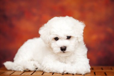 Bolonez köpeğinin portresini kapat. 