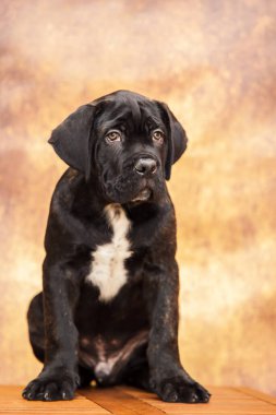 Stüdyodaki corso köpeğini kapat. 