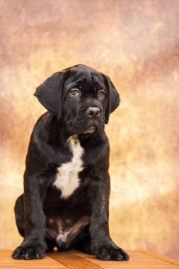 Stüdyodaki corso köpeğini kapat. 