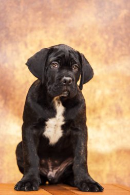 Stüdyodaki corso köpeğini kapat. 