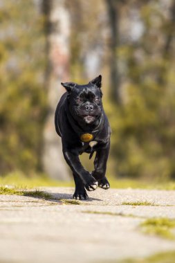 Yetişkin baston köpek açık hava portresi