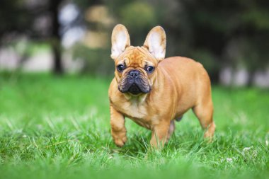 Tatlı Fransız buldog köpeğinin açık hava portresi.