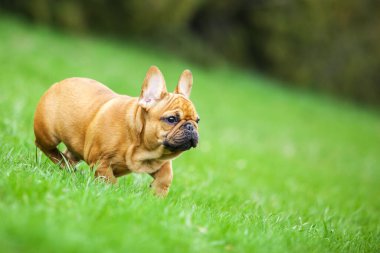 Tatlı Fransız buldog köpeğinin açık hava portresi.