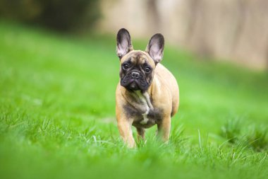 Çimlerin üzerindeki sevimli Fransız buldoğunun açık hava portresi.