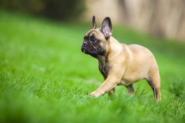 Çimlerin üzerindeki sevimli Fransız buldoğunun açık hava portresi.