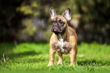 Çimlerin üzerindeki sevimli Fransız buldoğunun açık hava portresi.