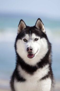 Deniz kıyısındaki Husky 'nin portresini kapat.