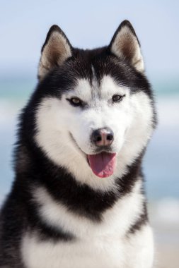 Şirin, iri köpek portresi