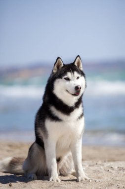 Şirin, iri köpek portresi