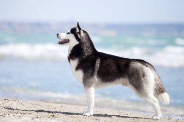 Yetişkin köpek deniz kıyısında eğleniyor.