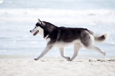 Yetişkin köpek deniz kıyısında eğleniyor.