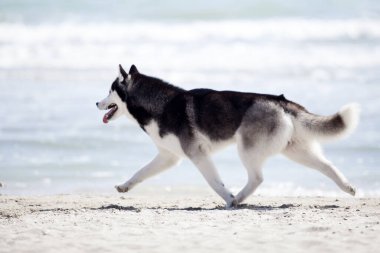Yetişkin köpek deniz kıyısında eğleniyor.
