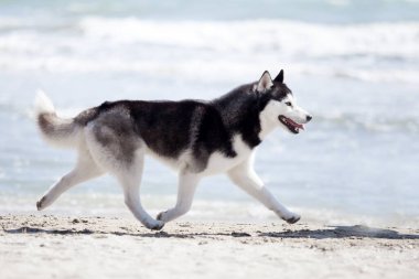 Yetişkin köpek deniz kıyısında eğleniyor.