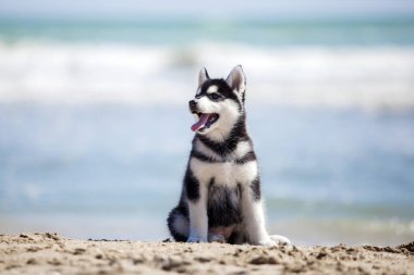 Şirin köpek yavrusu deniz kıyısında eğleniyor.