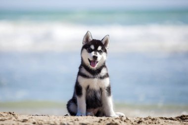 Şirin köpek yavrusu deniz kıyısında eğleniyor.