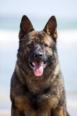 Deniz kıyısında Alman çoban köpeği