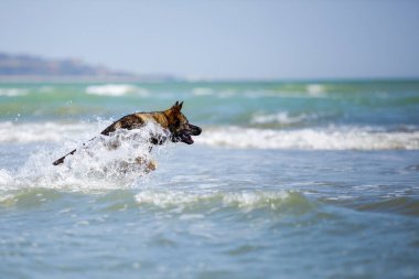 Alman çoban köpeği denizde yüzüyor. 
