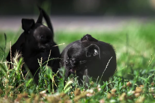 Brussels Griffon Anak Anjing Luar Ruangan — Stok Foto