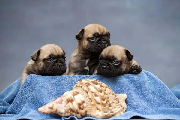 Pug Štěňata Ležící Modrém Ručníku Blízkosti Mořské Skořápky — Stock fotografie