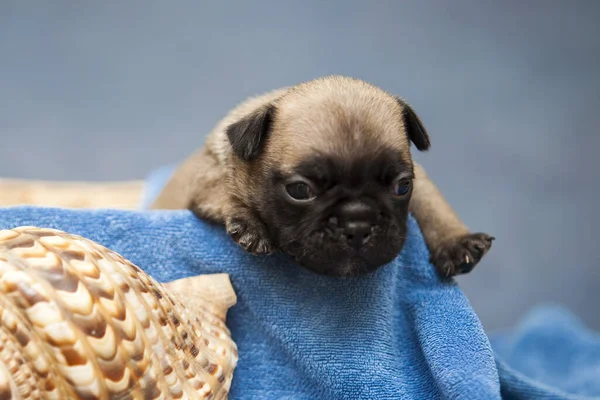 Cachorrinho Pug Bonito Toalha Azul Perto Escudo Mar — Fotografia de Stock