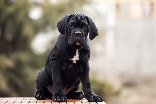 Cute Puppy Cane Corso Outdoor — Stock Photo, Image