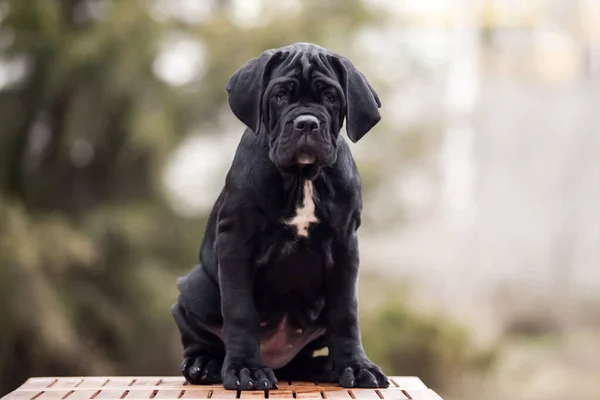 Şirin Puppy Cane Corso Açık Havada — Stok fotoğraf