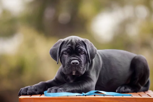 Lindo Cachorro Bastón Corso Aire Libre —  Fotos de Stock