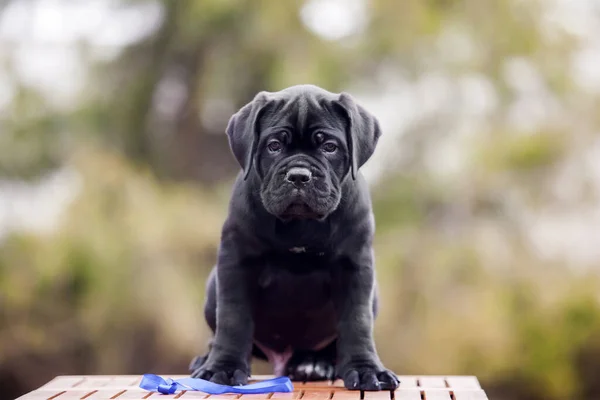 Lindo Cachorro Bastón Corso Aire Libre —  Fotos de Stock