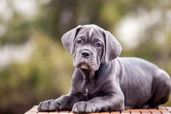 Bonito Filhote Cachorro Cana Corso Livre — Fotografia de Stock