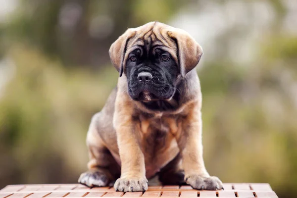 Cute Puppy Cane Corso Outdoor — Stock Photo, Image