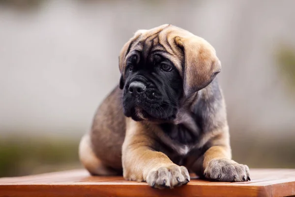 Cucciolo Carino Cane Corso All Aperto — Foto Stock