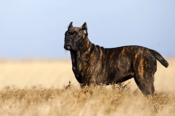 Baston Corso Dog Sahada Eğleniyor — Stok fotoğraf