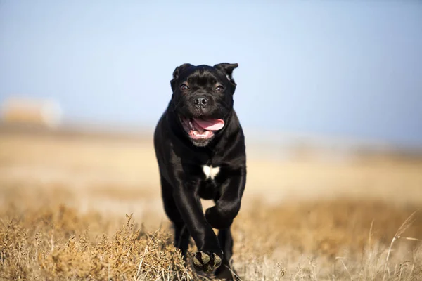 甘蔗科索犬在田里玩得很开心 — 图库照片