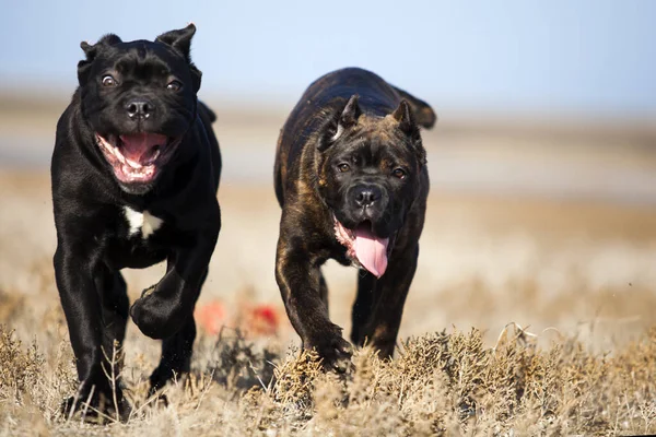 甘蔗科索犬在田里玩耍 — 图库照片