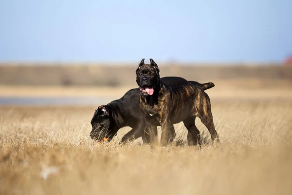 甘蔗科索犬在田里玩耍 — 图库照片