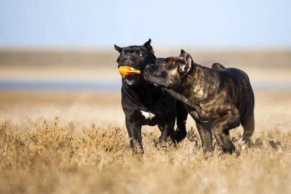 甘蔗科索犬在田里玩耍 — 图库照片