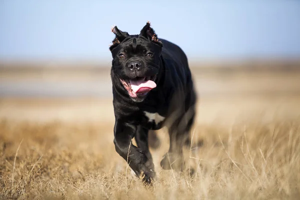 Cane Corso Hond Hebben Plezier Het Veld — Stockfoto