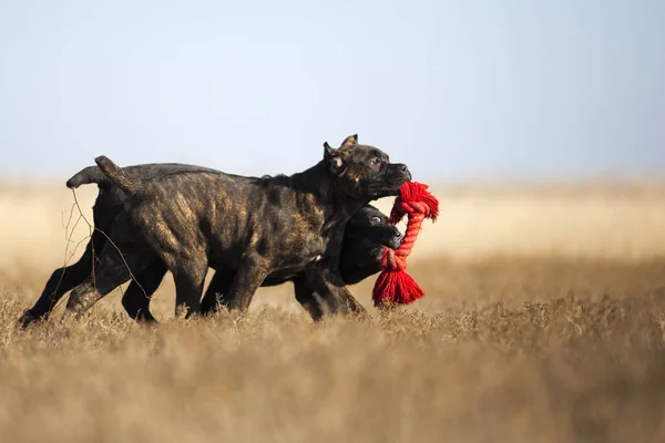 Bastón Corso Perros Jugando Campo — Foto de Stock