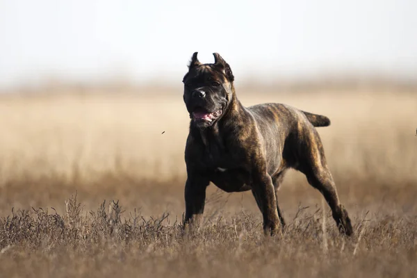 Cane Corso Hond Hebben Plezier Het Veld — Stockfoto