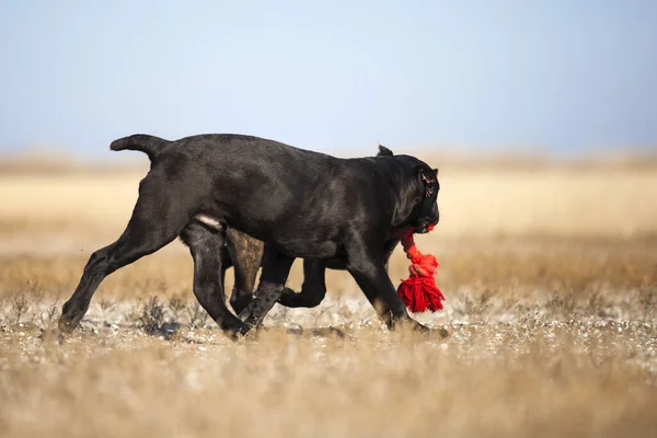 甘蔗科索犬在田里玩耍 — 图库照片