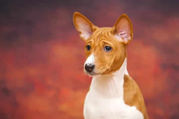 Närbild Porträtt Basenji Ras Hund — Stockfoto