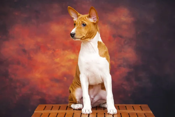 Zbliżenie Portret Basenji Rasy Pies — Zdjęcie stockowe