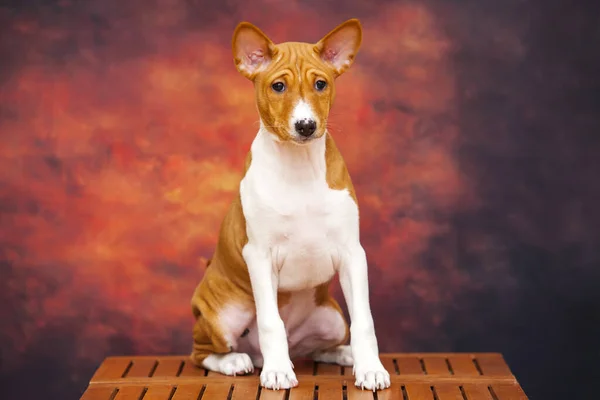 Zbliżenie Portret Basenji Rasy Pies — Zdjęcie stockowe