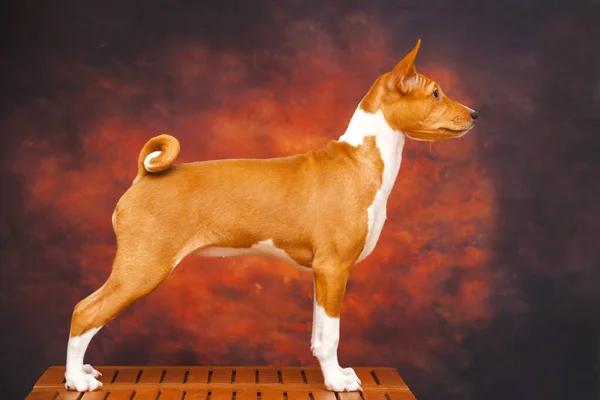 Zbliżenie Portret Basenji Rasy Pies — Zdjęcie stockowe