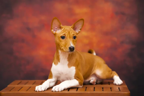 Zbliżenie Portret Basenji Rasy Pies — Zdjęcie stockowe