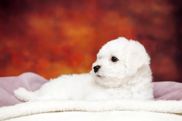 Nahaufnahme Portrait Von Bolognese Dog — Stockfoto