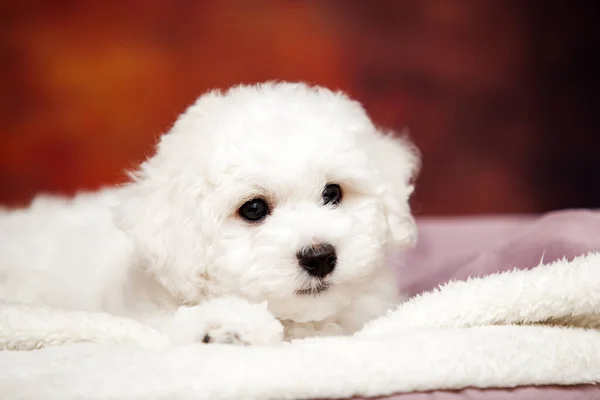 Nahaufnahme Portrait Von Bolognese Dog — Stockfoto