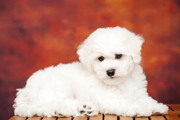 Крупним Планом Портрет Болонської Собаки — стокове фото