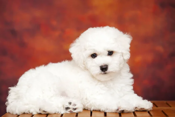 Nahaufnahme Portrait Von Bolognese Dog — Stockfoto