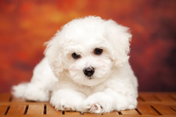 Close Portret Van Bolognese Hond — Stockfoto